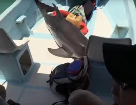 Virales Video „Delphin springt unbeabsichtigt in ein Touristen-Boot in mexikanischen Gewässern“