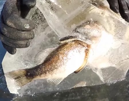 Virales Video „Ein eingefrorener Fisch versucht einen anderen vereisten Fisch zu verspeisen“