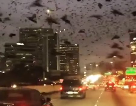 Virales Video „Zehntausende Vögel kreisen über der Stadt Houston und dem nahegelegenen Freeway“