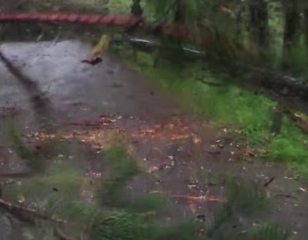 Virales Video „Worst-Case-Szenario bei regnerischem Wetter in einem russischen Wald“