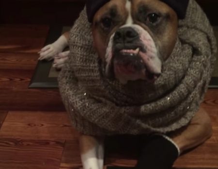 Virales Video „Hundesitter spielt auf Wunsch des Hundebesitzers mit Bulldogge namens Wilson Verkleiden“