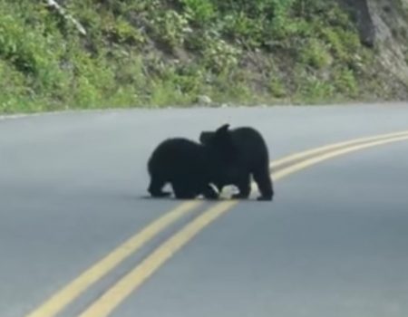 Virales Video „Zwei Bären-Babys ringen auf der Straße in der Nähe des Nationalparks in Montana“