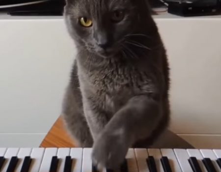 Virales Video „Herrchen will seiner Katze mit ein paar einfachen Übungen das Pianospielen beibringen“