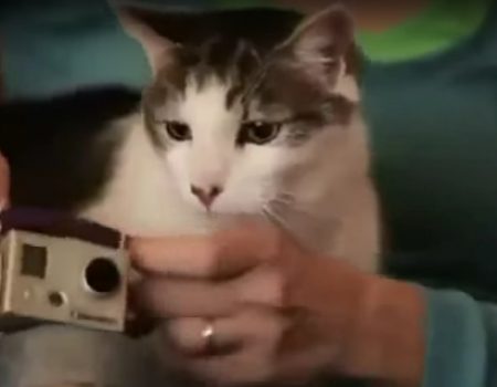 Virales Video „Ein ganz normaler Tag im Leben einer Katze gefilmt mit einer GoPro-Kamera“