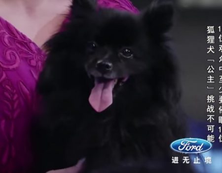 Virales Video „Hund hypnotisiert 11 Menschen im chinesischen Fernsehen“