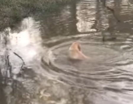 Virales Video „Den eigenen Hund wie Hündin Rani zu einem zuverlässigen Fischfänger ausbilden“