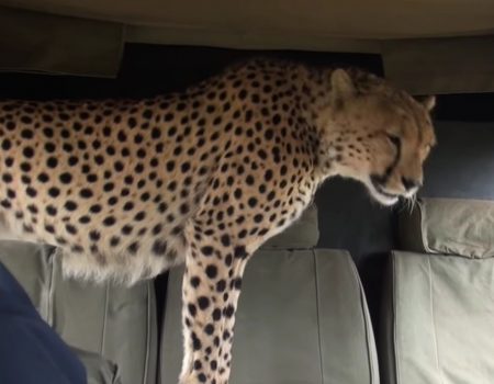 Virales Video „Face to Face mit einem wilden Gepard im Naturschutzgebiet Masai Mara“