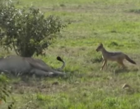 Virales Video „Ein Schakal ärgert einen Löwen während seines Mittagsschlafs und zieht ihm am Schwanz“