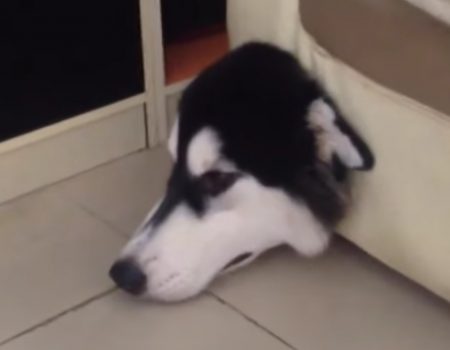 Virales Video „Dieser Hund hat einen ganz besonderen Schlafplatz gefunden mit Bequemlichkeitsgarantie“