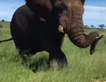 Virales Video „Wilder Elefant ist wohl etwas genervt von den täglichen Safari-Gaffern“
