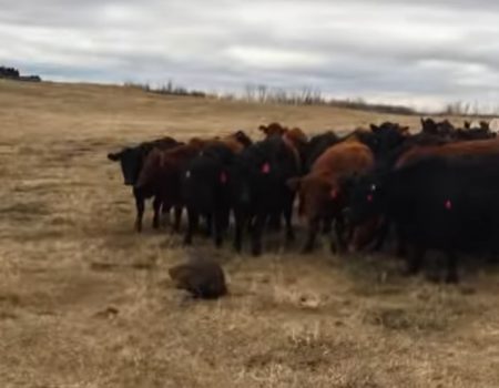 Virales Video „Kühe ernennen offenbar einen kleinen Biber als neuen Anführer“