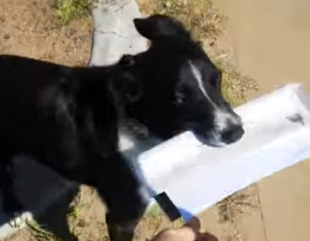 Virales Video „Dieser Hund hat kein Problem mit Briefträgern und holt jeden Morgen die Post ab“