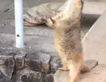 Virales Video „Präriehund erschreckt sich sichtlich vor einem Nieser und springt in die Höhe“