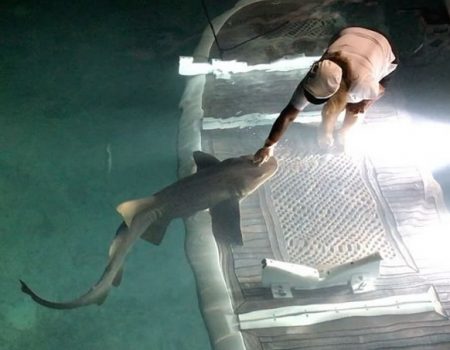 Virales Video „Kubanerin streichelt Haie auf der Schwimmfläche ihrer gecharterten Yacht“