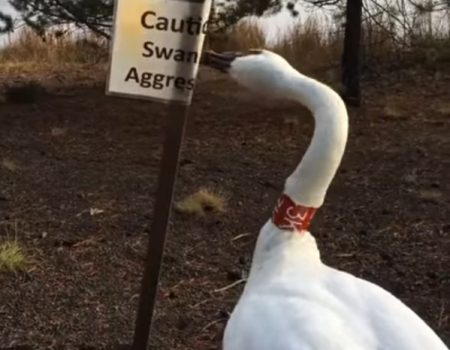 Virales Video „Aggressiver Schwan entfernt eigenmächtig Warnschild vor einem See“