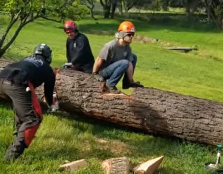 Virales Video „Vier junge Männer können ihren Spielhunger mit einem Baumkatapult befriedigen“