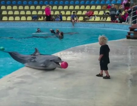 Virales Video „Delphin spielt eine Runde mit einem russischen jungen Knaben im Zoo“