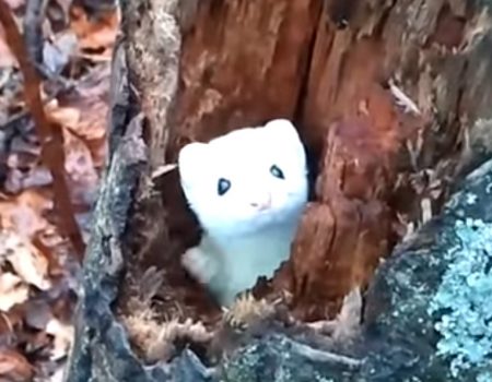 Virales Video „Hermelin hat es sich wohl in einem Baumstamm im Wäldchen gemütlich gemacht“