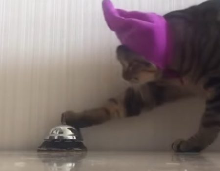 Virales Video „Katze mit Hut auf dem Köpfchen kennt das Spiel mit der Essensklingel ebenfalls“