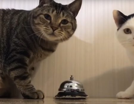 Virales Video „Zwei Katzen klingeln das Herrchen herbei für das alltägliche Futterritual“