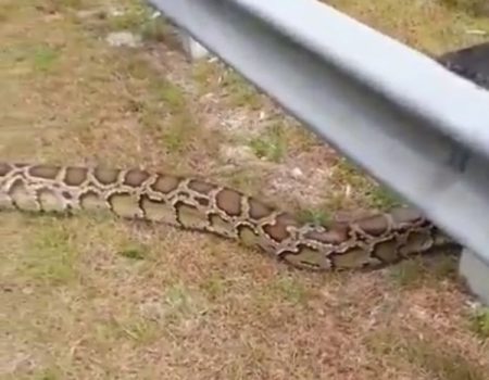 Virales Video „Python im Everglades-Nationalpark von ein paar Touristen gesichtet“