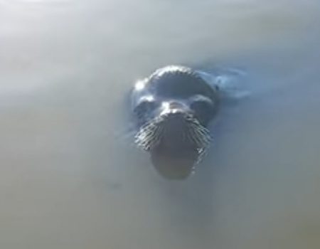 Virales Video „Seelöwe möchte mit einem kleinen Kind spielen und zieht es ins Wasser“