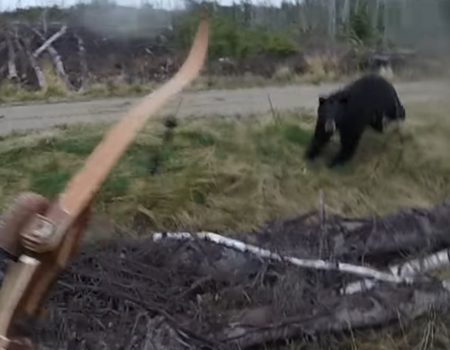 Virales Video „Schwarzer Bär greift in Ontario Spring einen Mann an und schubst ihn zu Boden“