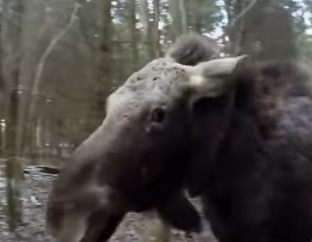 Virales Video „Elch Emma rennt mit ihrem Retter durch den Wald und erfreut sich am Leben“