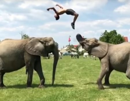 Virales Video „Junger Akrobat zeigt sein Können mit zwei Elefanten in einem 24-Sekunden-Clip“