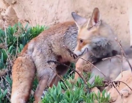 Virales Video „Weiblicher Fuchs führt zwei noch fremde Menschen zu ihren neugeborenen Babys“