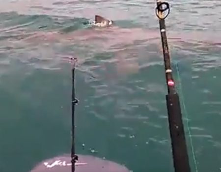 Virales Video „Ein 15 Fuß langer Hai kreist um ein Fischerboot und ärgert ein wenig die Fischer“