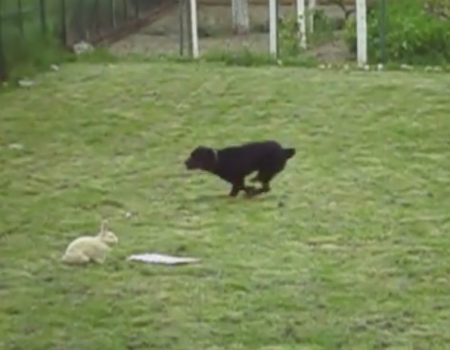 Virales Video „Dieser junge Hase spielt mit einem ungewöhnlichen Freund im Garten“