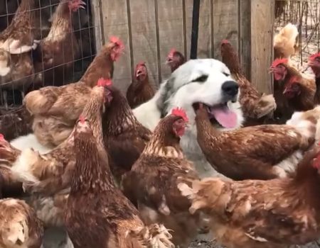 Virales Video „Nur ein stinknormaler Hund aus Florida mit seinen Chicks vor dem Hühnerstall“