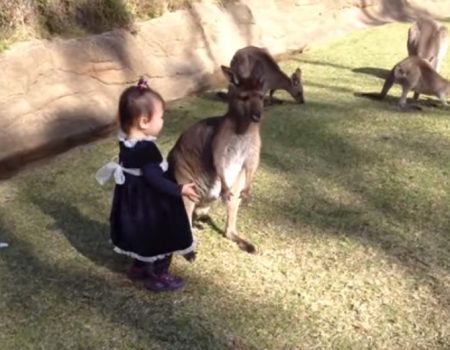 Virales Video „2-jähriges Mädchen kuschelt mit einem Baby-Känguru im Reptile Park in New South Wales, Australia“