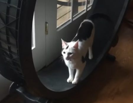 Virales Video „Junges Kätzchen hat ihr eigenes Laufrad im Wohnzimmer stehen“