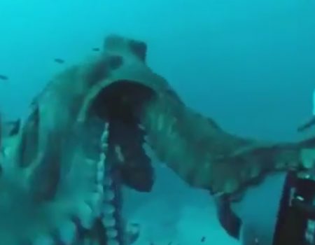 Virales Video „Oktopus hat sich spontan in eine Unterwasserkamera verliebt und schnappt sie sich“