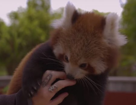 Virales Video „Ein roter Panda namens Mohan im Schmusemodus vor laufender Kamera“