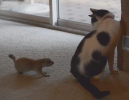 Virales Video „Baby-Präriehund aus Florida lebt mit einer Katze in einem Haushalt zusammen“