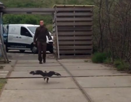 Virales Video „Ein glücklicher Falke läuft auf seinen Trainer zu und freut sich auf einen Spaziergang“