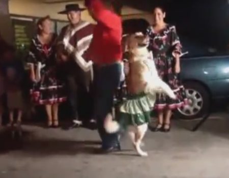 Virales Video „Der Moment, wenn du mit deinem eigenen Hund in der Öffentlichkeit Salsa tanzt“