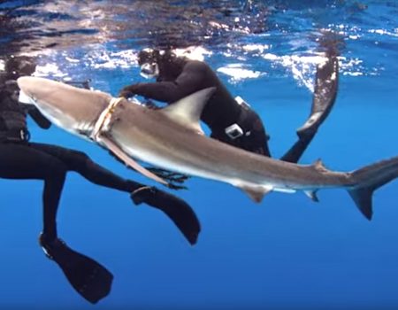 Virales Video „Zwei Taucher retten einen Hai vor dem sicheren Tod in der Nähe der Bahamas“
