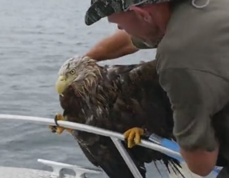Virales Video „Fischer in der Nähe von Bliksvær rettet Adler nach Angriff auf hoher See“