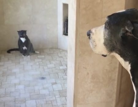Virales Video „Freche deutsche Dogge beobachtet eine junge Katze unter der Dusche“