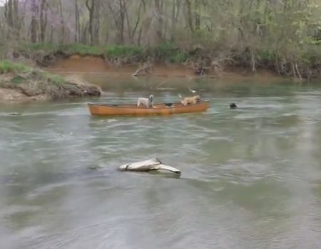 Virales Video „Hund rettet seine beiden Gleichgesinnten auf einem davon getriebenen Ruderboot“