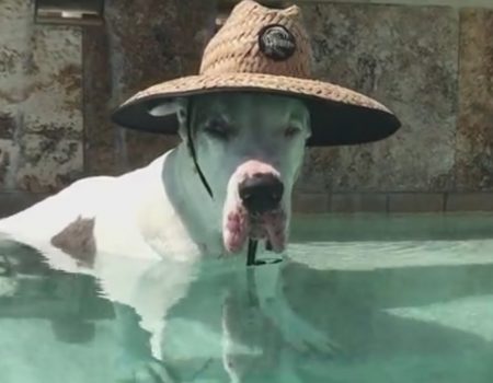 Virales Video „Großer Däne trägt eine Sonnenbrille und chillt ein wenig im Swimmingpool“