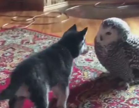 Virales Video „Junger Hund lernt eine Eule kennen und findet einen neuen Freund“