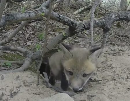 Virales Video „Baby-Fuchs attackiert versteckte GoPro-Kamera und wirft sie um“