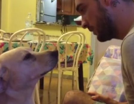 Virales Video „Hund fühlt sich schuldig und fleht seinen Besitzer um Vergebung an“