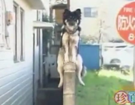 Virales Video „Dieser Hund bewacht sein Revier auf dem höchsten Punkt den er kennt“