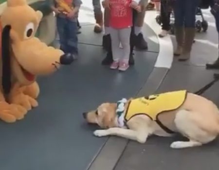 Virales Video „Gelber Labrador trifft auf Pluto im Disneyland Paris und will eine Runde spielen“